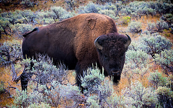 Bulls and bison marvel, Wildlife inspiration, backgrounds, and mobile HD wallpaper