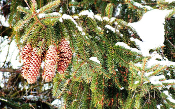 Winter, Nature, Cones, Snow, Branches, Fir, Spruce, Prickles, Thorns HD wallpaper