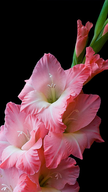 Gladioli, Pink Gladioli Flower, Flower HD phone wallpaper