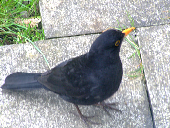 MY FAITHFUL BLACKBIRD, waiting, blackbird, breakfast, hungry HD wallpaper