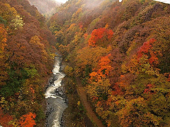 River in Trees, river, , trees, autumn, beautiful HD wallpaper