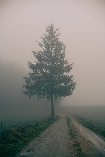 Nature, Wood, Road, Tree, Fog, Field HD phone wallpaper