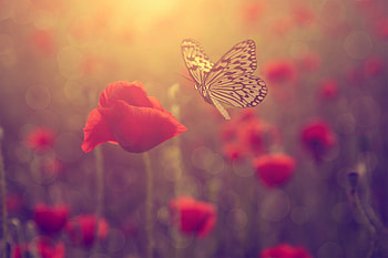 flowers, butterfly, field, red HD wallpaper