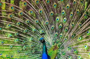 A stunning close-up of a peacock showcasing its vivid and patterned feathers. HD wallpaper