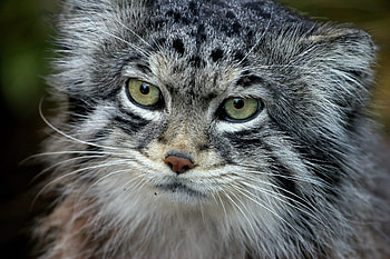 Animals, Fluffy, Muzzle, Pallas' Cat, Manul, Wool, Fur HD wallpaper