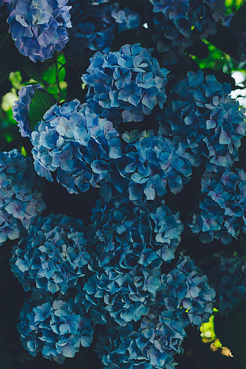Flowers, Petals, Hydrangea, Inflorescences, Inflorescence HD phone wallpaper