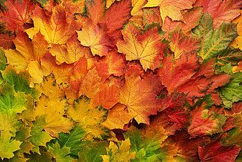 Autumn, leaf, colored HD wallpaper