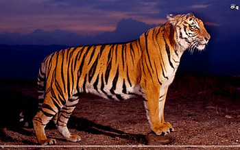 mumaah, jangal ka sher, tiger HD wallpaper