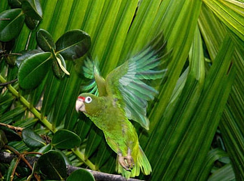 Parrot Flight, green parrot in flight, palm trees HD wallpaper