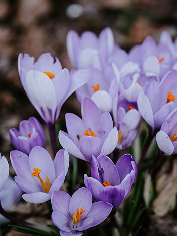 Flowers, Lilac, Bloom, Flowering, Spring, Crocus, Saffron HD phone wallpaper