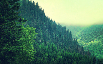 Nature, Trees, Sky, Mountains, Summer HD wallpaper
