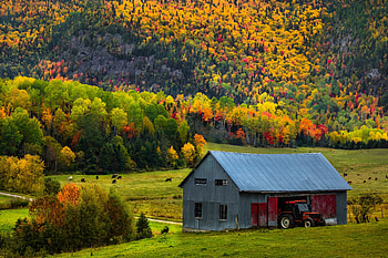 ❤️, Cows, Tractor, House, Farm HD wallpaper