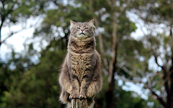 Animals, Glare, Sit, Cat HD wallpaper
