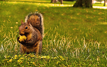 Animals, Squirrel, Food, Grass HD wallpaper