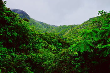 Lush green mountains and dense forest of El Yunque in Puerto Rico on a foggy day. HD wallpaper