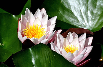 Flowers, Water, Leaves, Water Lilies, Couple, Pair, Sunny HD wallpaper