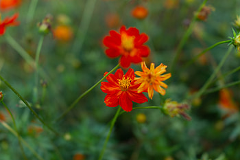 Flowers, Blur, Smooth, Bloom, Flowering, Kosmeya, Cosmos, Wildflowers HD wallpaper