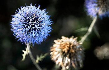 Summer Star, abstract, graphy, flower, filters, weed HD wallpaper