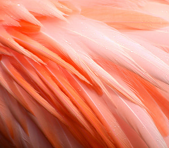 Pink, Flamingo, Drops, Feather, Macro, Bird, Wet HD wallpaper