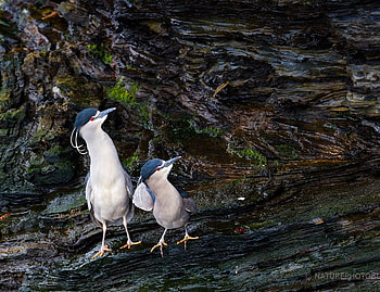 What's happening there?, two, birds, beautiful, look, curious, rock HD wallpaper