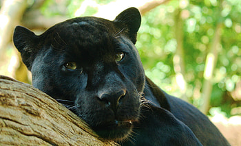 Animals, Muzzle, Predator, Big Cat, Sight, Opinion, Panther HD wallpaper