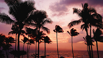 palm tree, Nature's magnificent creation, Vibrant hues, Majestic wonder HD wallpaper