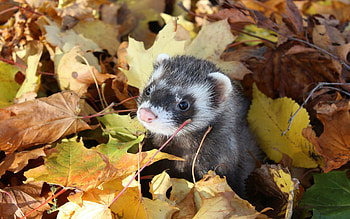 Ferret love, companions, Cheering , Irresistible furballs HD wallpaper