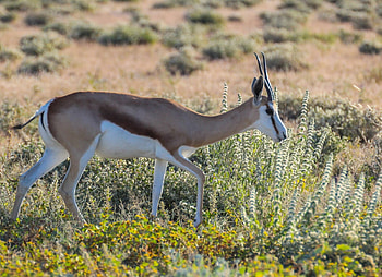 Springbok, animal, africa, deer HD wallpaper
