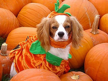 Pumpkin dog, dovlecel, toamna, dragut, catel HD wallpaper