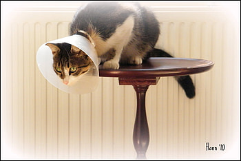 Cat in Cone Collar, table, collar, cat, tabby, cone HD wallpaper
