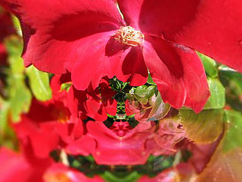 Red Dorset Flower Fractal, flower, brush software, dorest, nature, fractal HD wallpaper