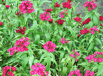 Flowers, Carnations, Grid, Greens, Flower Bed, Flowerbed, Garden HD wallpaper