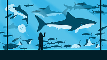 Sharks, Fishes, Vector, Girl, Oceanarium HD wallpaper