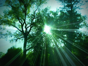 Beaming Through, sky, sun, light, tree HD wallpaper