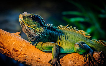 Animals, Wood, Tree, Iguana HD wallpaper