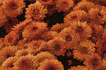 a_clockwork_in_orange, flowers, orange, 3d, art HD wallpaper