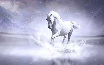 White Horse, white, horse, animals HD wallpaper