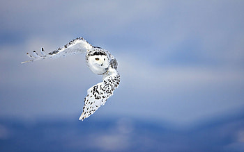 Animals, Sky, Owl, Bird, Predator, Flight HD wallpaper