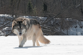 Wild Wolf , wolf, animals HD wallpaper