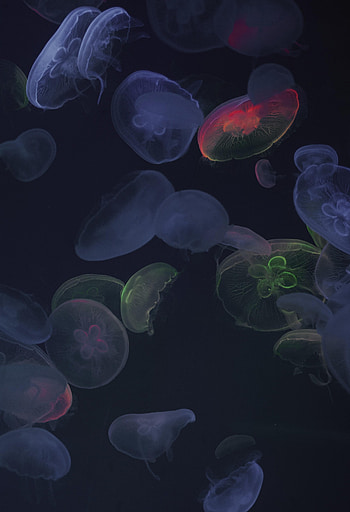 Jellyfish, Dark, Glow, Underwater World HD phone wallpaper