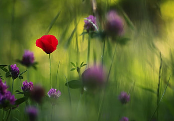 beautiful nature, graphy, green, cool, nature, flowers, beauty HD wallpaper