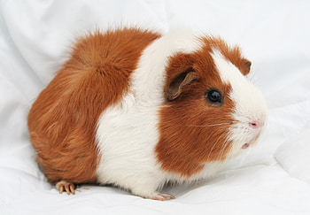 Animals, Spotted, Spotty, Guinea Pig, Rodent HD wallpaper