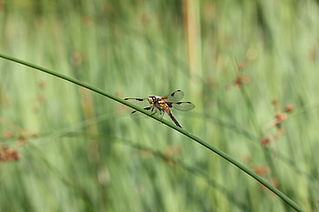 Four-spotted chaser, Dragonflies HD wallpaper