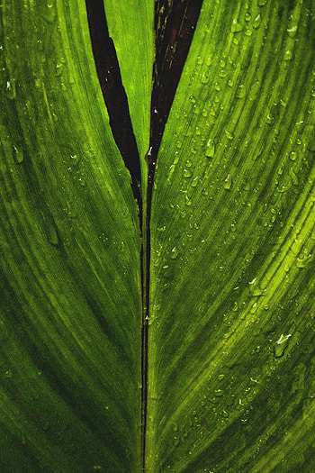 Macro, Sheet, Leaf, Stripes, Streaks HD phone wallpaper