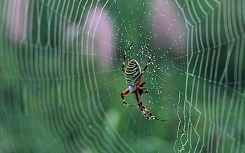 Insect, bug HD wallpaper