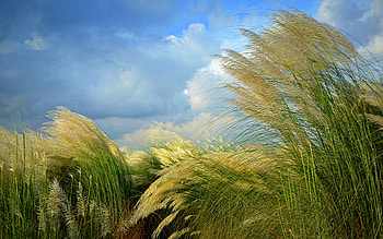Pampas Grass, nature, field, flower HD wallpaper
