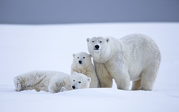 Snow, Alaska, Bears, Animal, Polar Bear, Baby Animal, Bear, Cub HD wallpaper