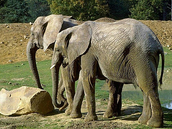 Brother Elephants, two, black, wild, summer, elephants, animals, jungle, brother, forest HD wallpaper