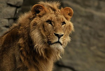 Leo the Lion, animal, lion HD wallpaper