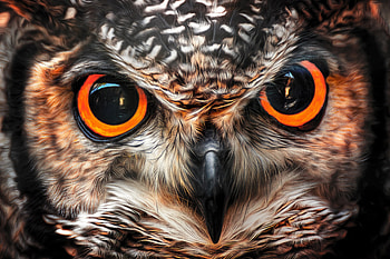 Owl, halloween, bufnite, bird, eyes, pasare, orange HD wallpaper